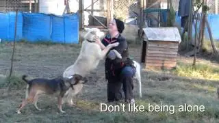 Huskies- Uitsig ARC Changing lives one by one