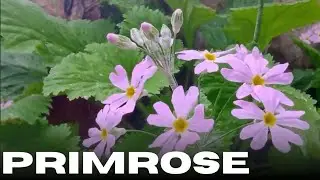 Primula, Japanese, primrose,primus