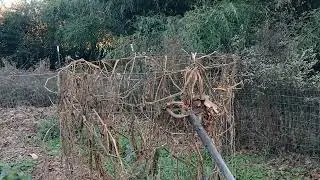 Ruth Stout Garden November 27 '2025
