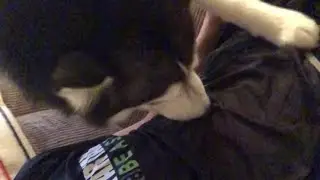 Bodie Sniffing, ASMR, 1 HOUR, Satisfying, Helps You Fall Asleep.