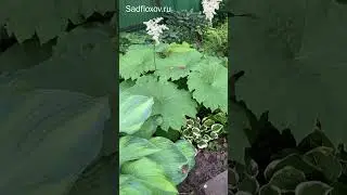 My large-leaved plants