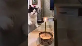 Happy birthday meow meow😂||Funny cat's birthday|| Fine Vibes