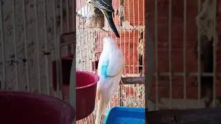 Cria&ccedil;&atilde;o de Periquitos em viveiro! tem v&aacute;rios #budgies #pets