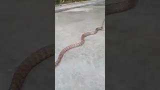 mengeluarkan ular jali/pytas mucosa ukuran jumbo!!!!