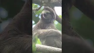 🦥How to Scratch: Sloth Style!