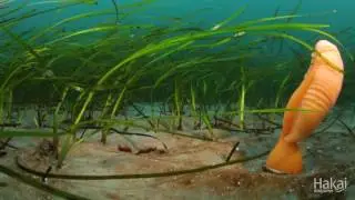 Swaying Sea Pen