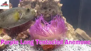 Purple Long Tentacled Anemone Added to 125