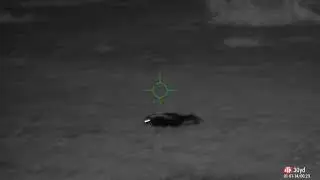 Air rifle pest control on skunks (Hunting/Shooting) ATN X-Sight 4K Pro