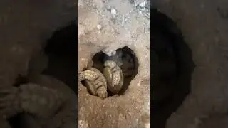 Черепашьи детеныши вылупляются из-под земли 🐢 (снова!)
