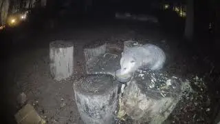 Backyard Wildlife - Opossum 
