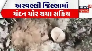Arvalli Sandalwood Theft | અરવલ્લી જિલ્લામાં ચંદન ચોર થયા સક્રિય | Sandalwood Loot | Gujarati News