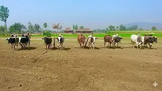 Bull powered field levelling | Antique and ancient style of ploughing | Traditional and old punjab