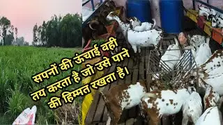 बकरी के लिए कौन सा हरा चारा लगाए और कैसे लगाए।