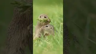 European Ground Squirrels