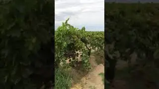 Mites insects in vines