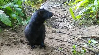 American Mink on the Lower River Shannon SAC