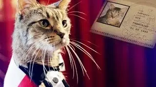 A French Cat Looks for Love in America