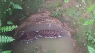 പത്തനംതിട്ടയിൽ കിണറ്റിൽ വീണ കടുവയെ പുറത്തെത്തിച്ചു; പുറത്തെത്തിച്ചത് ഏറെ ശ്രമപ്പെട്ട്