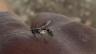 Living with Hoverfly / Sweat Bees that enjoy sucking salt and moisture from my skin living off grid
