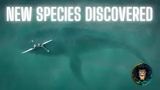 NEW Species of ORCA Is Shocking the World 🌎🐋