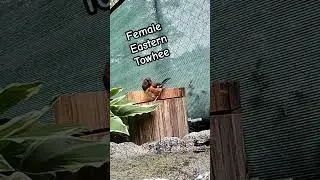 Towhee Thursday #towhee #shortsfeed #shortsvideo #short #short #birds #nature #birdwatch