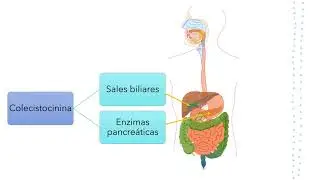 Digestión y absorción de lípidos