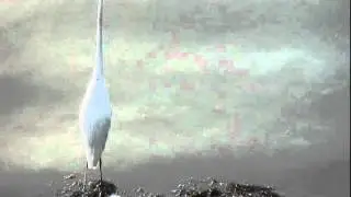 Great Egret Takes Flight