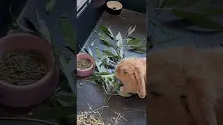 Постояльцы Rabbits Hotel желают вам хорошего дня #rh #кролики #ветеринар #ветеринария #зоогостиница
