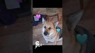 The dog is watching the grounding device (Собака наблюдает за устройством заземления в доме А-фрейм)