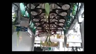 Furora bosmachine tulp