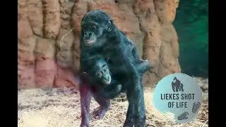 LOVELY BONOBO FAMILY WITH BABY'S AND KIDS
