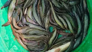 সম্পূর্ণ মাছ ধরার ভিডিও দিলাম শুরু থেকে শেষ পর্যন্ত দেখবেন৷ শেয়ার করে সকলে দেখার সুযোগ করে দেন৷ 