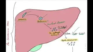 Malaria parasite life cycle