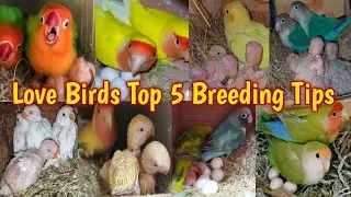 Love Birds Best Breeding Tips l Love Birds Best Diet Feed l Love Birds Breeding Formula l Birds
