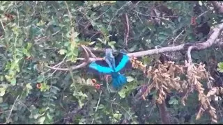 Woodland kingfisher (Halcyon senegalensis) at Simbavati Waterside Live - africam.com