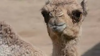 Dromedary Camel Calf
