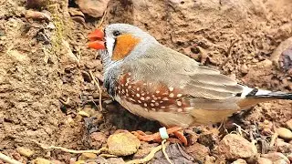 Today I was hungry, so I ate dirt : zebra finch singing sounds.