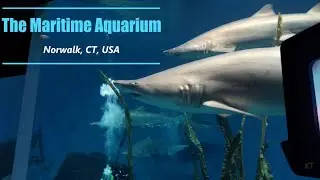 The Maritime Aquarium, Norwalk, CT, USA - Very Nice Aquarium in Connecticut