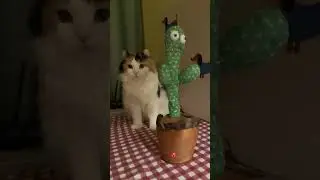 Play a prank on my cat #Foryou #cat #cats #funnyvideos #funny #fyp #pets #funnyanimals #funnycats