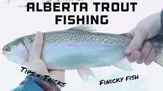 Ice Fishing Finicky Alberta First Ice Trout Tips and Tricks