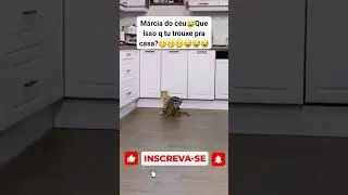 Meses #shortsvideo #petsfofinhos #memes #modapet #pets