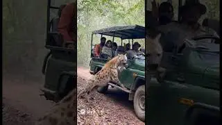 Hyena Trys To Enters Safari Car in  Jungle 😱 | Tourists Stay Silent in Fear!