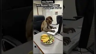 பேங்க்ல வேலை கொடுத்தா நல்லா தான் இருக்கும் #ytshorts #ytshortsshort #duppingtamil #funnyanimal