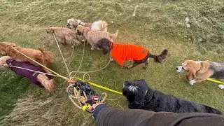 HAPPY NEW YEAR 💙🧡❤️ | 1st Dog Walk of 2026 | #newyear #dogs 