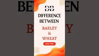 Difference Between Barley and Wheat | Barley v Wheat: Battle of the Grains!
