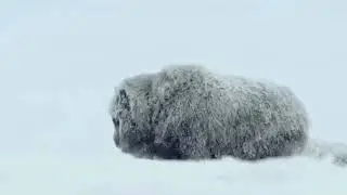 Кышкы романс #nature #music #mem #tiktok #story #shorts 