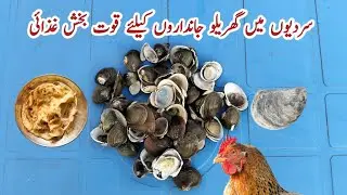 What to Feed Chickens in Winter | Oyster Shell | Organic Scratch Grains | Dr. ARSHAD 