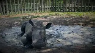About the Hoedspruit Endangered Species Centre