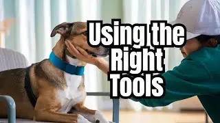 E-Collar Training | 10 Tips You NEED To Know - Pawsitive Personals