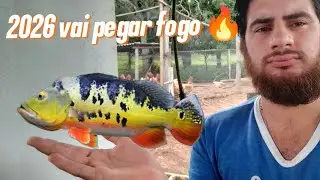 Minha tralha de pesca para pescar tucunaré em 2026 